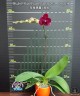 Phal. I-Hsin Pixie Reds (peloric - 2 eyes) 2.5''