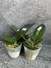 Phal. I-Hsin Pixie Reds (peloric - 2 eyes) 2.5''