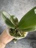 Phal. I-Hsin Pixie Reds (peloric - 2 eyes) 2.5''