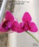 Phal. I-Hsin Pixie Reds '2 eyes' 2.5''