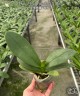 Phal. I-Hsin Pixie Reds '2 eyes' 2.5''