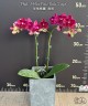 Phal. I-Hsin Pixie Reds '2 eyes' 2.5''