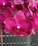 Phal. I-Hsin Pixie Reds '2 eyes' 2.5''