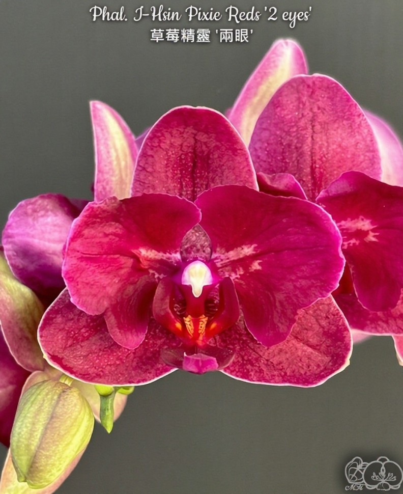 Phal. I-Hsin Pixie Reds '2 eyes' 2.5''