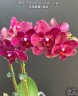 Phal. I-Hsin Pixie Reds '2 eyes' 2.5''