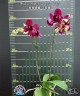 Phal. I-Hsin Pixie Reds '2 eyes' 2.5''