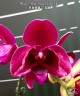 Phal. I-Hsin Pixie Reds '2 eyes' 2.5''