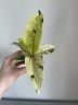 Ficus Elastica Schrijveriana (Ø 6 см)