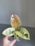 Ficus Elastica Schrijveriana (Ø 6 см)
