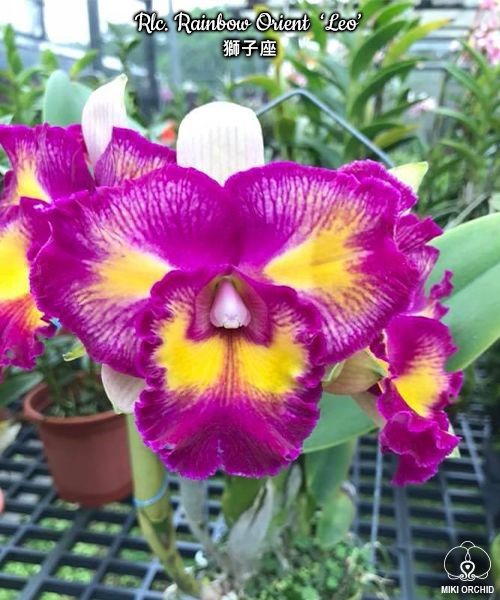 Rlc. Rainbow Orient 'Leo' 2.5''