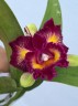 Rlc. Rainbow Orient 'Leo' 2.5''