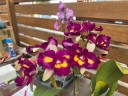 Rlc. Rainbow Orient 'Leo' 2.5''
