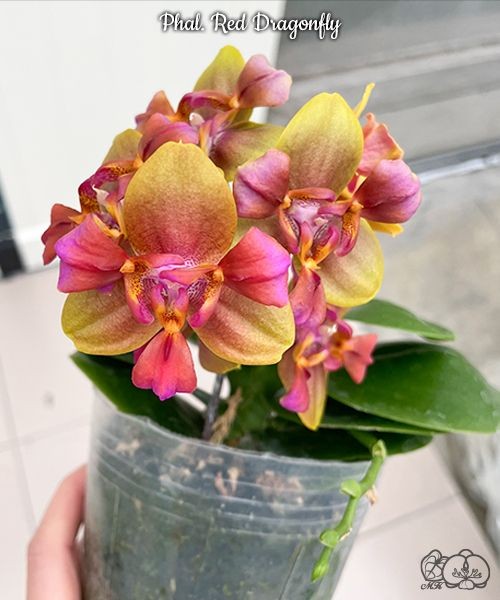 Phal. Red Dragonfly 2.5"