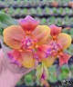 Phal. Red Dragonfly 2.5"