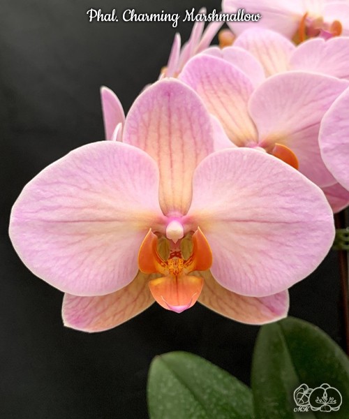 Phal. Charming Marshmallow 2.5"