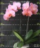 Phal. Charming Marshmallow 2.5"