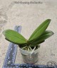 Phal. Charming Marshmallow 2.5"