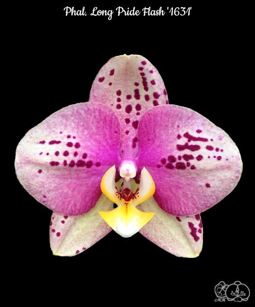Phal. Long Pride Flash '1631' 2.5''