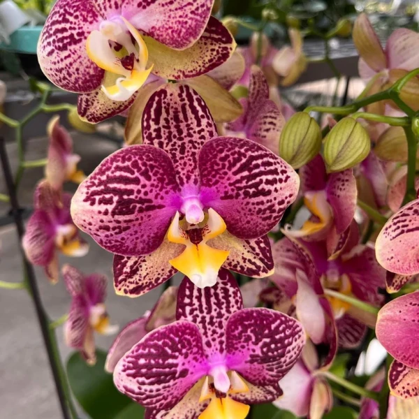Phal. Long Pride Flash '1631' 2.5''
