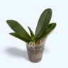 Phal. Long Pride Flash '1631' 2.5''