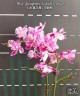 Phal. Younghome Kaleido (peloric) 2.5"