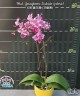 Phal. Younghome Kaleido (peloric) 2.5"