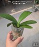 Phal. Younghome Kaleido (peloric) 2.5"
