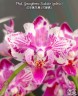 Phal. Younghome Kaleido (peloric) 2.5"