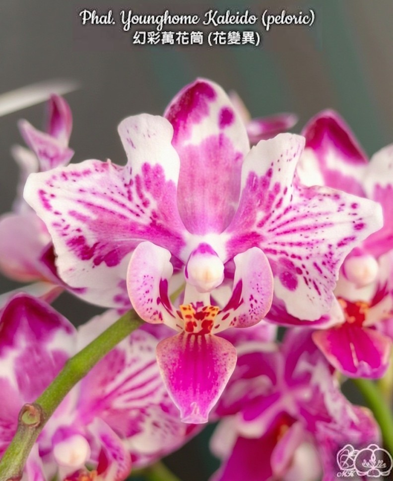 Phal. Younghome Kaleido (peloric) 2.5"
