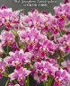 Phal. Younghome Kaleido (peloric) 2.5"