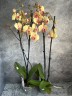 Phal Limited 62 (2 цветоноса Ø 12 см)