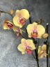 Phal Limited 62 (2 цветоноса Ø 12 см)