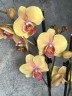 Phal Limited 62 (2 цветоноса Ø 12 см)