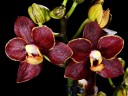 Мини орхидея Esmee (2 цветоноса Ø 7 см)