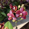 Мини орхидея Esmee (2 цветоноса Ø 7 см)