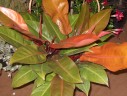 Philodendron 'Star fire' Ø 9 см