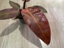 Philodendron 'Star fire' Ø 9 см