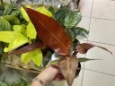 Philodendron 'Star fire' Ø 9 см