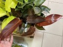 Philodendron 'Star fire' Ø 9 см