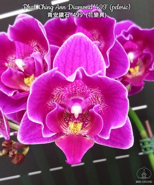 Phal. Ching Ann Diamond '499' (peloric) 2.5''