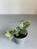 Hoya krohniana eskimo (Ø 6 см)