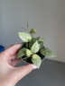 Hoya krohniana eskimo (Ø 6 см)