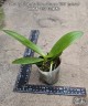 Phal. Younghome Green Dancer '390' (peloric) 2.5''