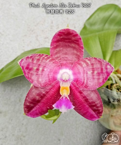 Phal. Lyndon Mix Zebra '828' 2.5"