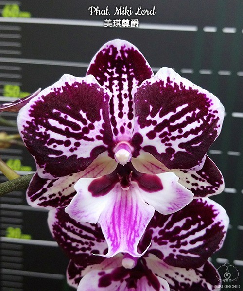 Phal. Miki Lord 2.5" УЦЕНКА 15%