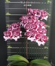 Phal. Miki Lord 2.5" УЦЕНКА 15%