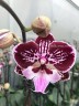 Phal. Miki Lord 2.5" УЦЕНКА 15%