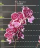 Phal. Miki Lord 2.5" УЦЕНКА 15%