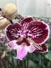 Phal. Miki Lord 2.5" УЦЕНКА 15%