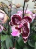 Phal. Miki Lord 2.5" УЦЕНКА 15%